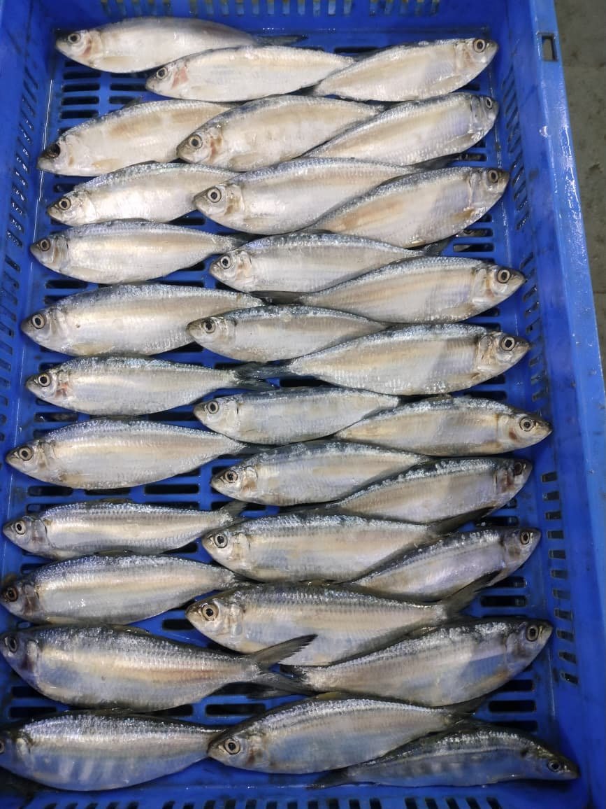 SARDINELLE EBA