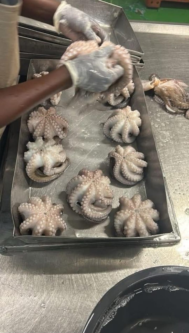 POULPE BÂTI