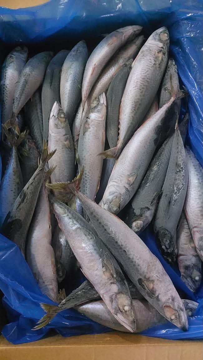 MACKEREL